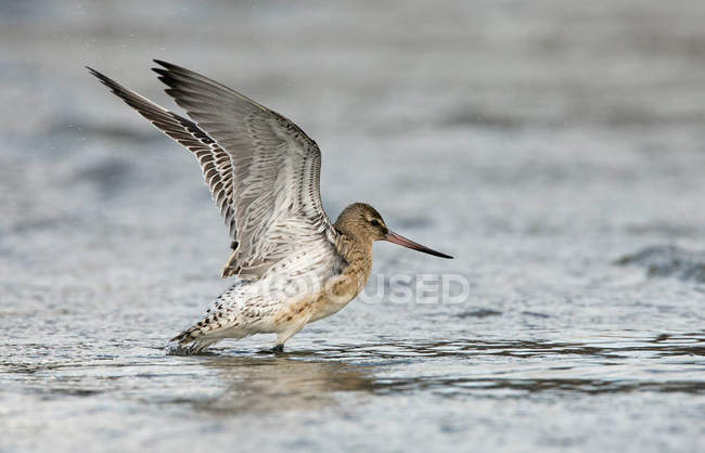 Бар білохвоста птах Godwit — стокове фото