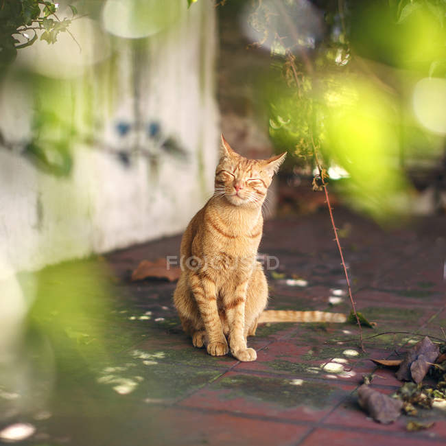 Pequeno gato vermelho desfrutando do sol no terraço — Fotografia de Stock