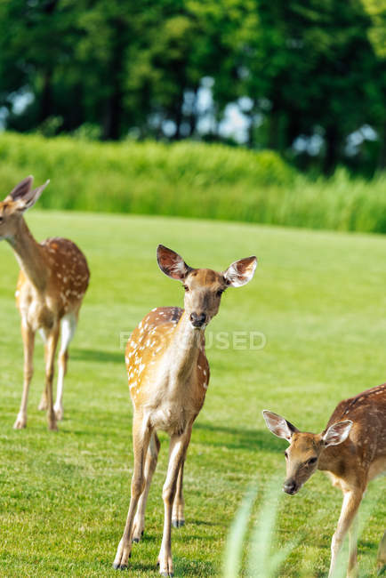 Beau cerf dans le parc — Photo de stock