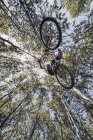 Вид знизу спортсмена стрибає з велосипедом між деревами — стокове фото