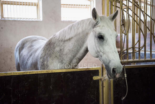 Bellissimo cavallo di razza pura — Foto stock