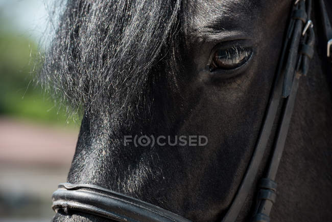 Bellissimo cavallo di razza pura — Foto stock