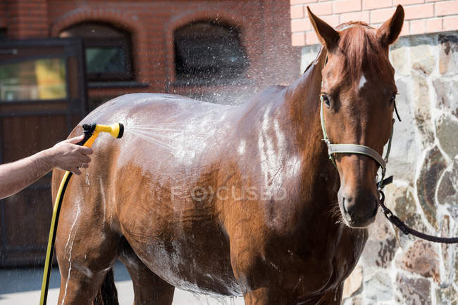 Persona lavaggio cavallo — Foto stock