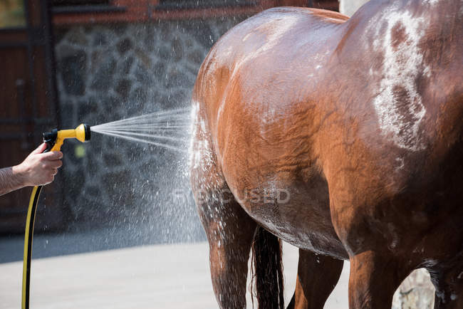 Persona lavaggio cavallo — Foto stock